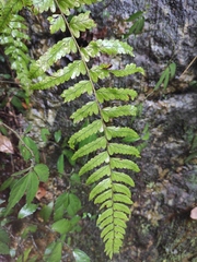 Microlepia marginata