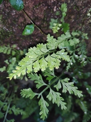 Asplenium pekinense