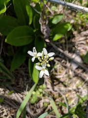 Cardamine bulbosa