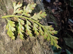 Asplenium pekinense