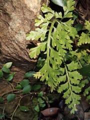Asplenium pekinense