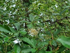 Pavetta gardeniifolia