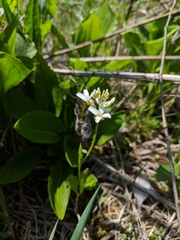 Cardamine bulbosa