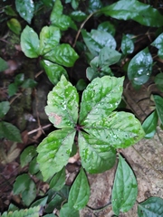 Tetrastigma obtectum