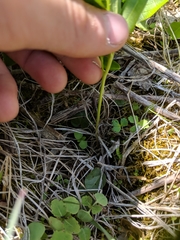 Cardamine bulbosa