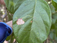 Leucoptera guettardella