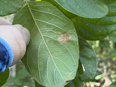 Leucoptera guettardella