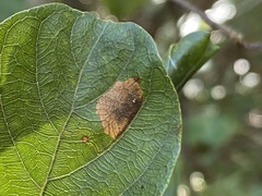 Leucoptera guettardella