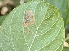 Leucoptera guettardella