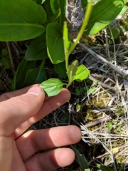 Cardamine bulbosa