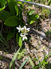 Cardamine bulbosa