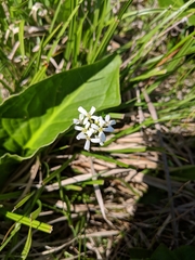 Cardamine bulbosa