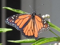 Danaus plexippus