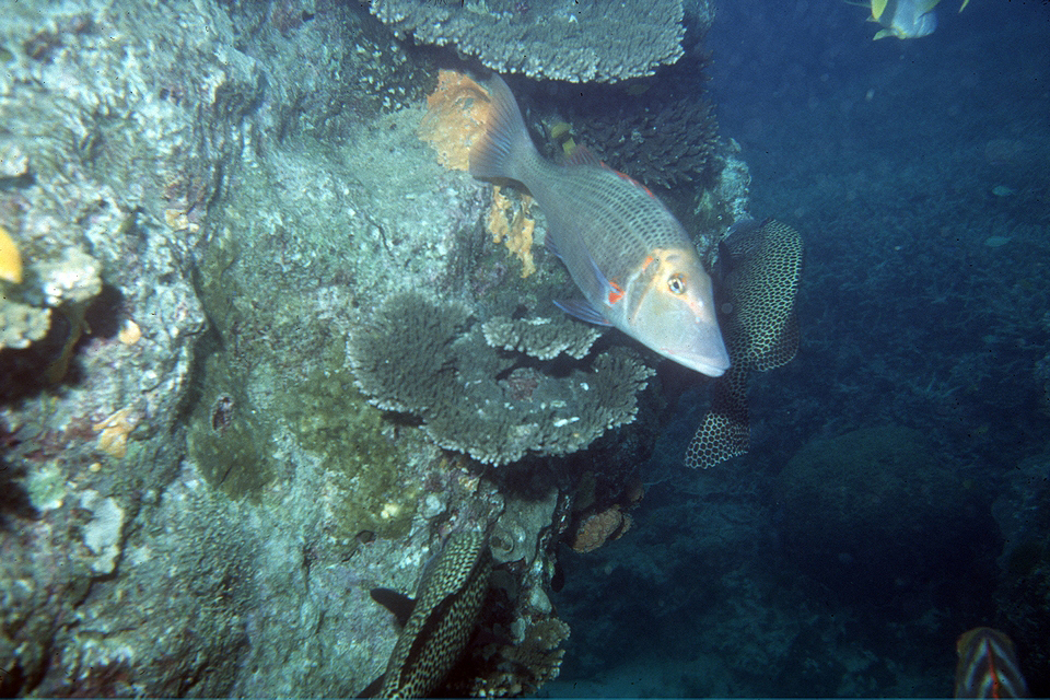 Lethrinus miniatus