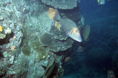 Lethrinus miniatus