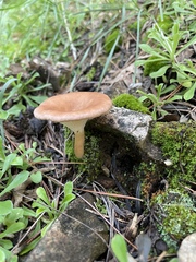 Bonomyces sinopicus