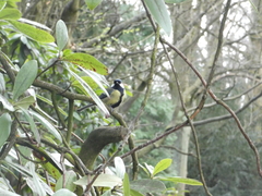 Parus major
