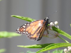 Danaus plexippus
