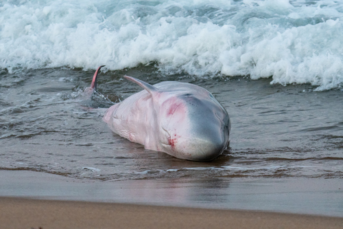Pygmy Sperm Whale photographed in Massachusetts