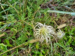 Clematis villosa stanleyi