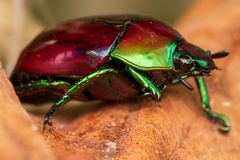 Scarabaeidae