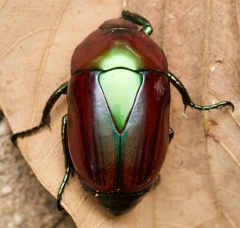 Scarabaeidae