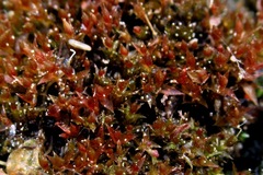 Ptychostomum weigelii