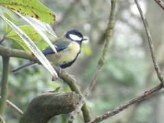 Parus major