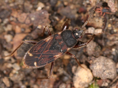 Eremocoris podagricus