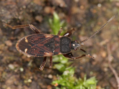 Eremocoris podagricus