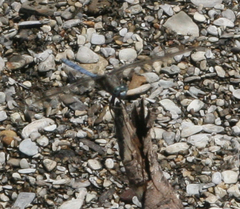 Orthetrum ransonnetii