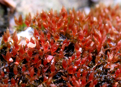 Ptychostomum weigelii