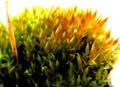 Ptychostomum weigelii