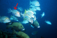 Lethrinus miniatus