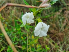 Thunbergia neglecta