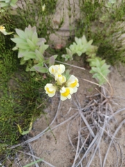 Linaria japonica