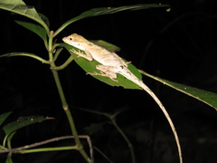Anolis chrysolepis