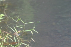 Pseudagrion indicum