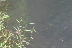 Pseudagrion indicum