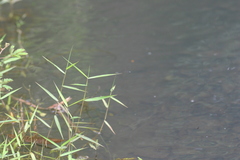Pseudagrion indicum