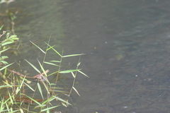 Pseudagrion indicum