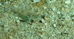 Coryphopterus glaucofraenum