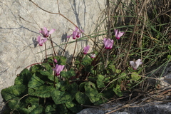 Cyclamen persicum