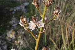 Asphodelus ramosus