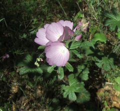 Sidalcea asprella