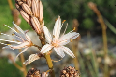 Asphodelus ramosus