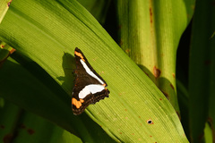 Adelpha paroeca