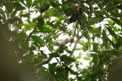 Zosterops erythropleurus