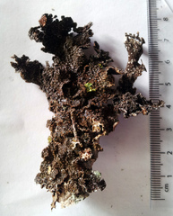 Pseudocyphellaria haywardiorum