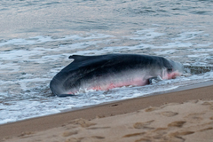 Kogia breviceps